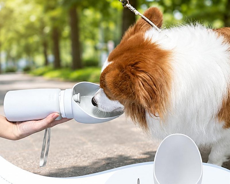 Outdoor Water Mug for Dogs